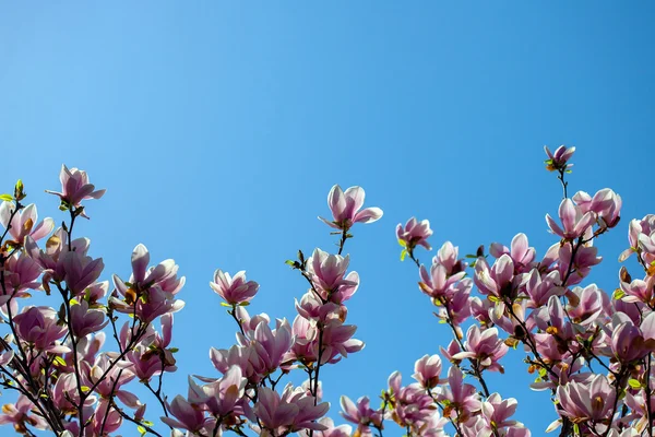 Florecientes ramas de árboles magnolia — Foto de Stock