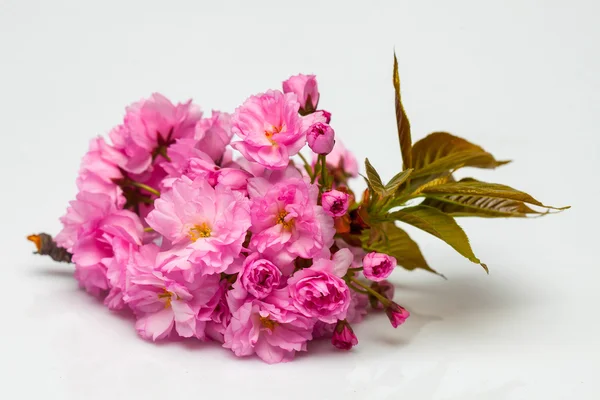 Flores de flor de sakura de cerezo rosa — Foto de Stock