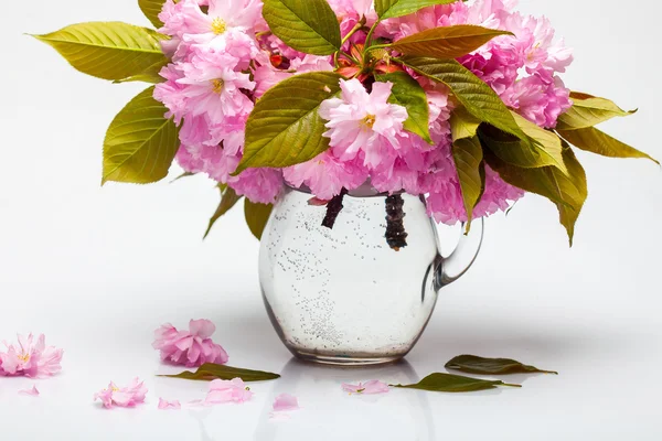 Sakura flores en jarra de vidrio — Foto de Stock
