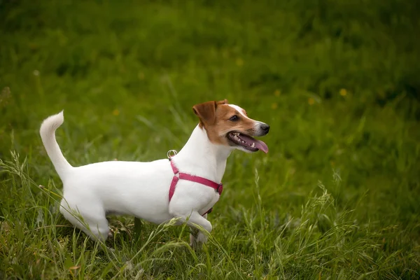 Jack Russel köpek yeşil çimenlerin üzerinde — Stok fotoğraf