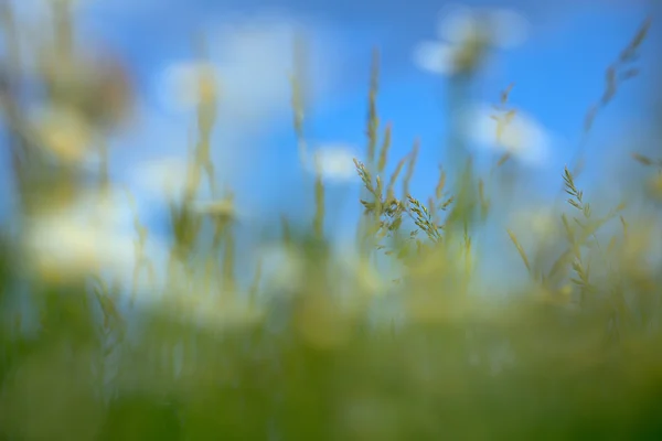 Erba verde primo piano sul cielo blu — Foto Stock