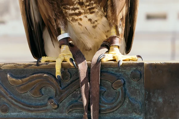Primer plano hermoso pájaro águila — Foto de Stock