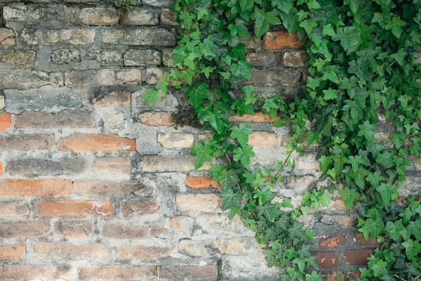 Hojas verdes en la pared — Foto de Stock