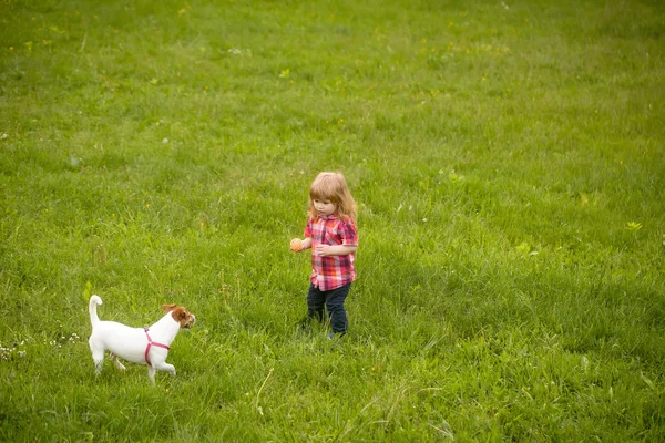 Liten pojke på grönt gräs med hund — Stockfoto
