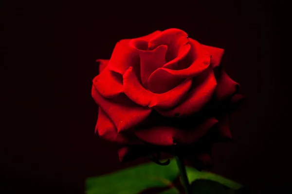 Vermelho rosa close-up — Fotografia de Stock