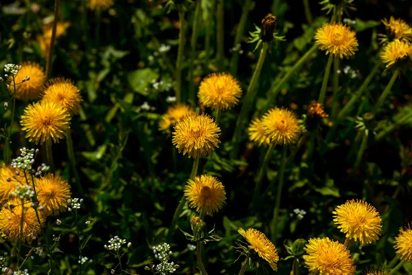 Yellow dandelions on green meadow — Stock Photo, Image