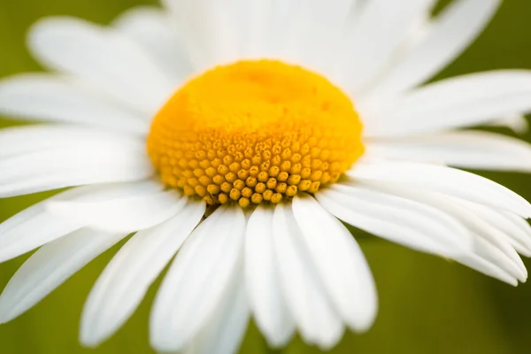 Kamomill blomma närbild — Stockfoto