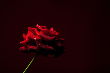 Su damlalı kırmızı gül