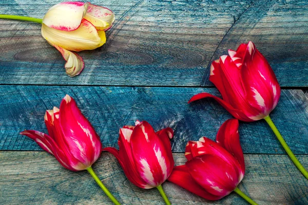 Tulipas violetas e amarelas — Fotografia de Stock