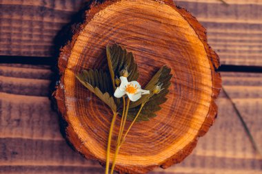 ahşap güdük üzerinde çilek şube