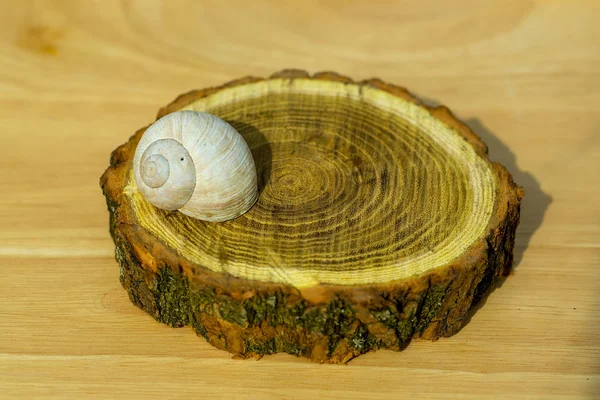 Caracol shell no toco de madeira — Fotografia de Stock