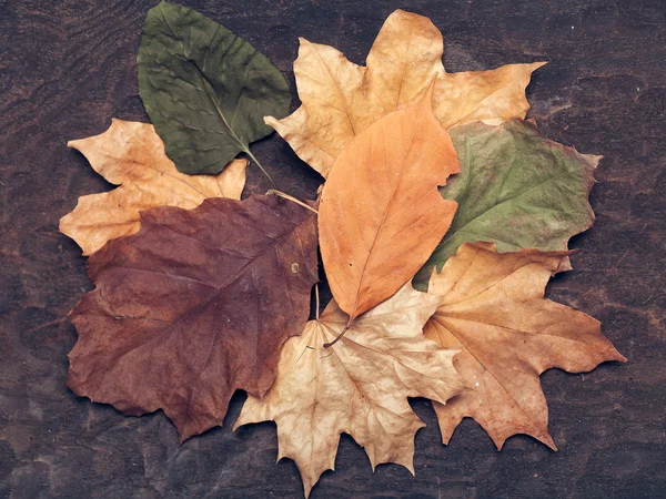Podzimní sušených listů — Stock fotografie