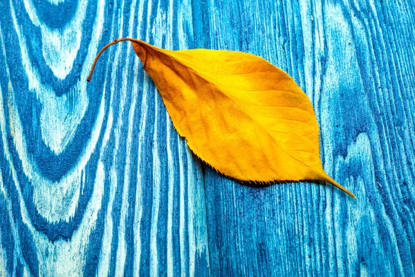 Жовтий лист на синьому дереві — стокове фото