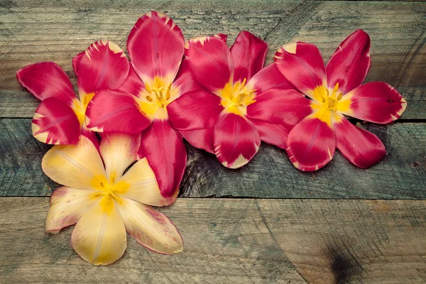Cabeças de tulipa coloridas — Fotografia de Stock