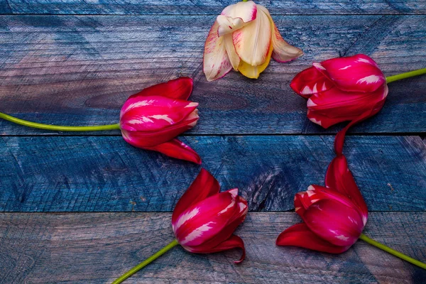 Kleurrijke tulpen ronde frame — Stockfoto