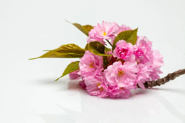 Rosa Kirschsakura Blüten — Stockfoto