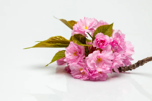 Flores de flor de sakura de cerezo rosa — Foto de Stock