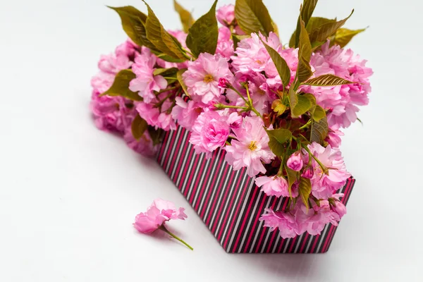 Sakura de cereza en caja de papel — Foto de Stock
