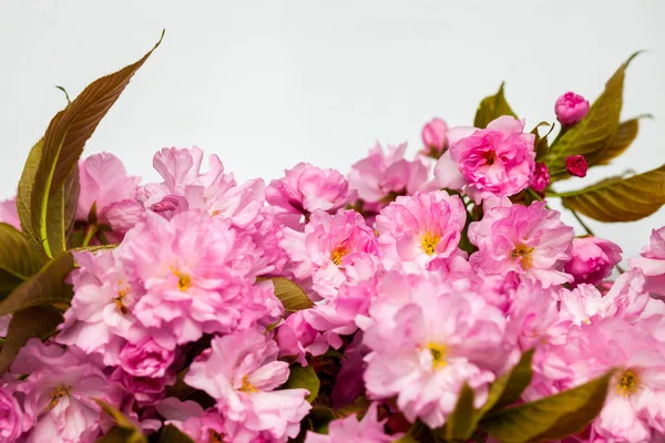 Pembe kiraz sakura çiçek çiçekler — Stok fotoğraf