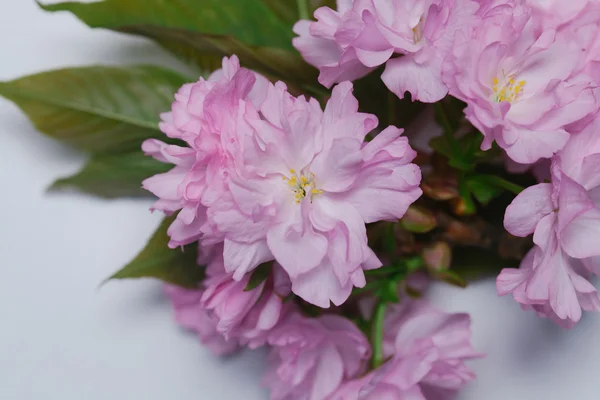 Flores de flor de sakura de cerezo rosa — Foto de Stock