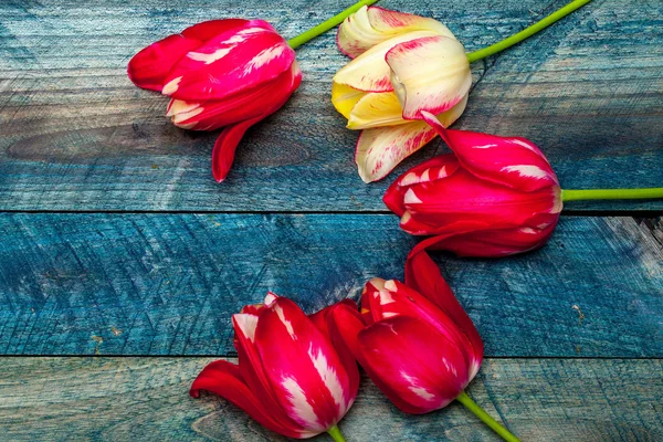 Tulipas violetas e amarelas — Fotografia de Stock