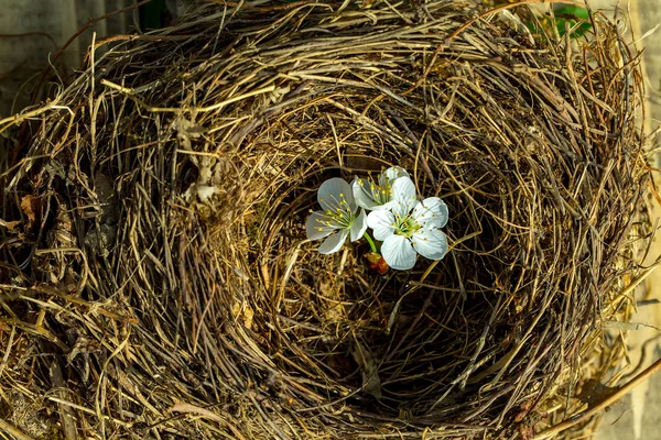 Cherry bloemen in nest — Stockfoto