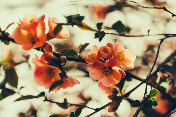 Schöne Quittenblüten — Stockfoto