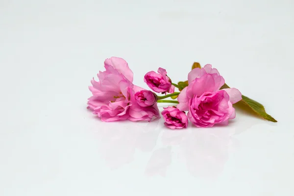 Roze cherry sakura bloesem bloemen — Stockfoto