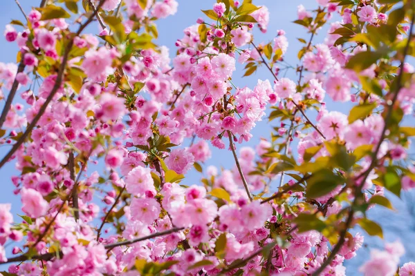 Fiori in fiore rosa — Foto Stock