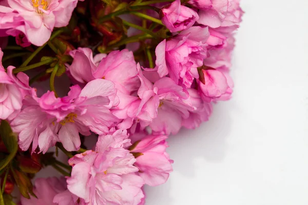 Fleurs roses de fleur de sakura de cerisier — Photo
