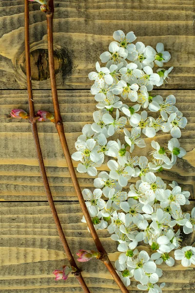 Kirschblüten und Rosenzweig auf Holz — Stockfoto