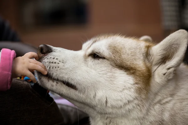 Bambino toccando cane husky con mano — Foto Stock