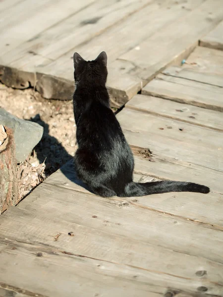 Czarny kot na drewnianej podłodze — Zdjęcie stockowe