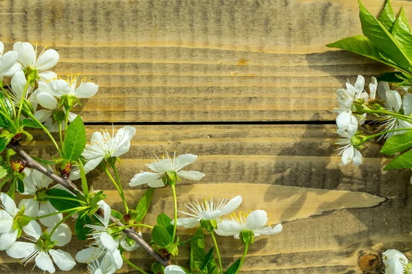 Kirschblüten und Blätter auf Holz — Stockfoto