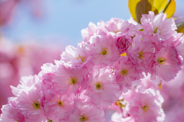 Pink flowers in blossom
