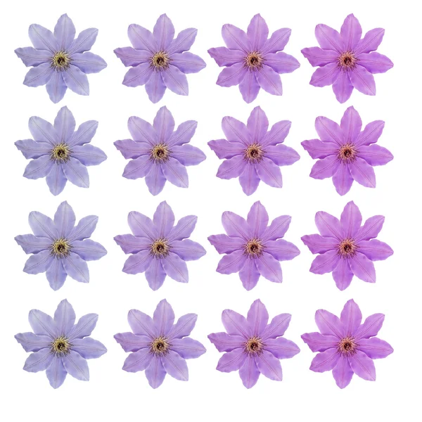 Flores lilás isolado no whte — Fotografia de Stock