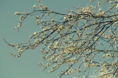 Beyaz çiçek ağacında