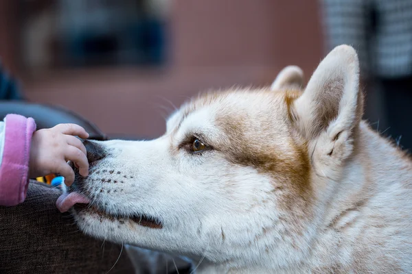 Kid touching husky dog with hand — Stock Photo, Image