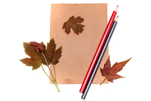 Papier avec feuilles et crayons — Photo