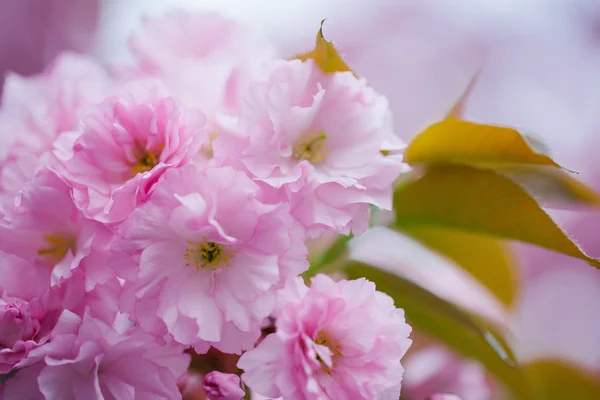 Flores rosadas florecientes — Foto de Stock