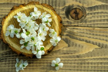 Ahşap güdük kiraz çiçekleri
