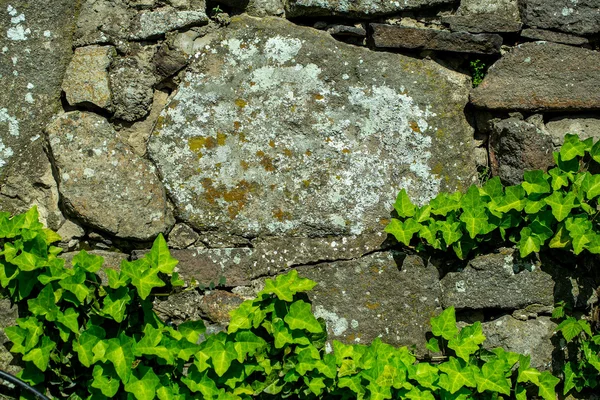 Sarmaşıklı eski taş duvar — Stok fotoğraf