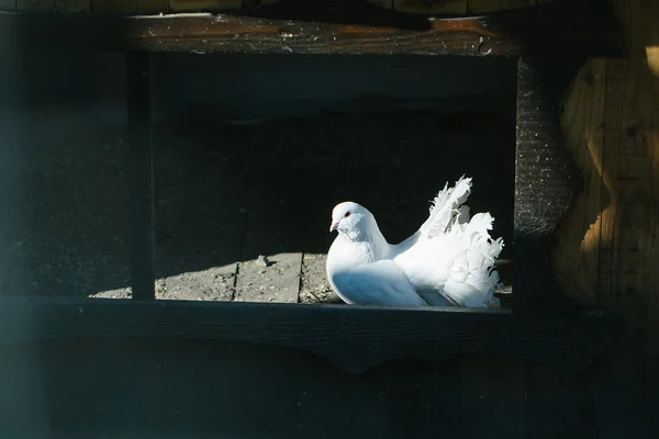White pigeon in the window — Stock Photo, Image