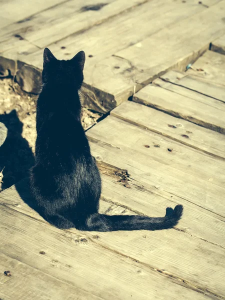 Kara kedi ahşap zeminde — Stok fotoğraf