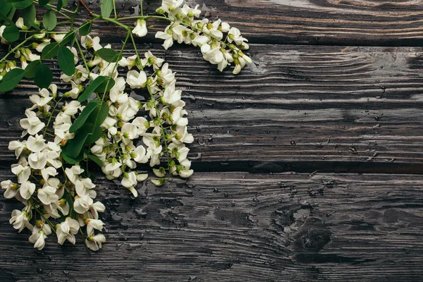 Біла акація цвіте квітами — стокове фото