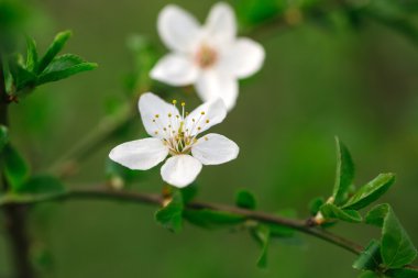 iki beyaz çiçekler