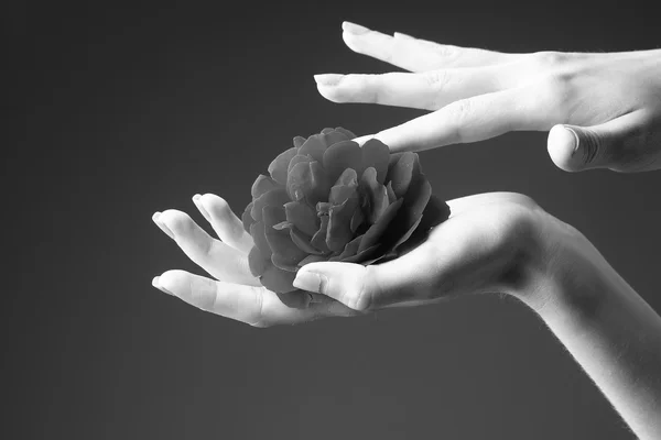Vrouwelijke handen met rozen bloem — Stockfoto