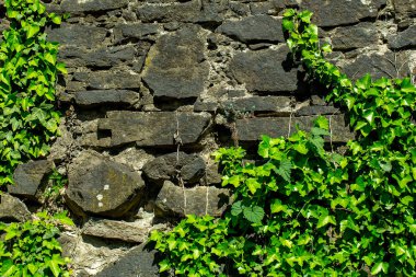 Sarmaşıklı eski taş duvar