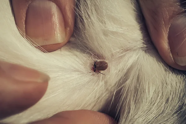 Close up of the tick — Stock Photo, Image