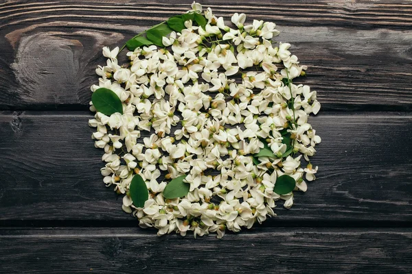 Pétalos de flores florecientes de acacia blanca — Foto de Stock